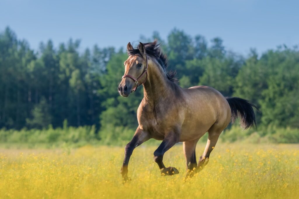 como cuidar de um cavalo