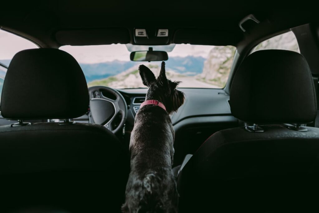 remédio para cachorro viajar