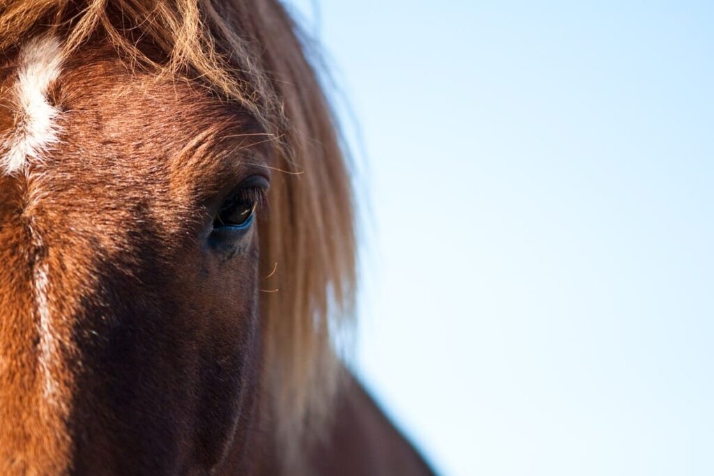 raiva em cavalos sintomas