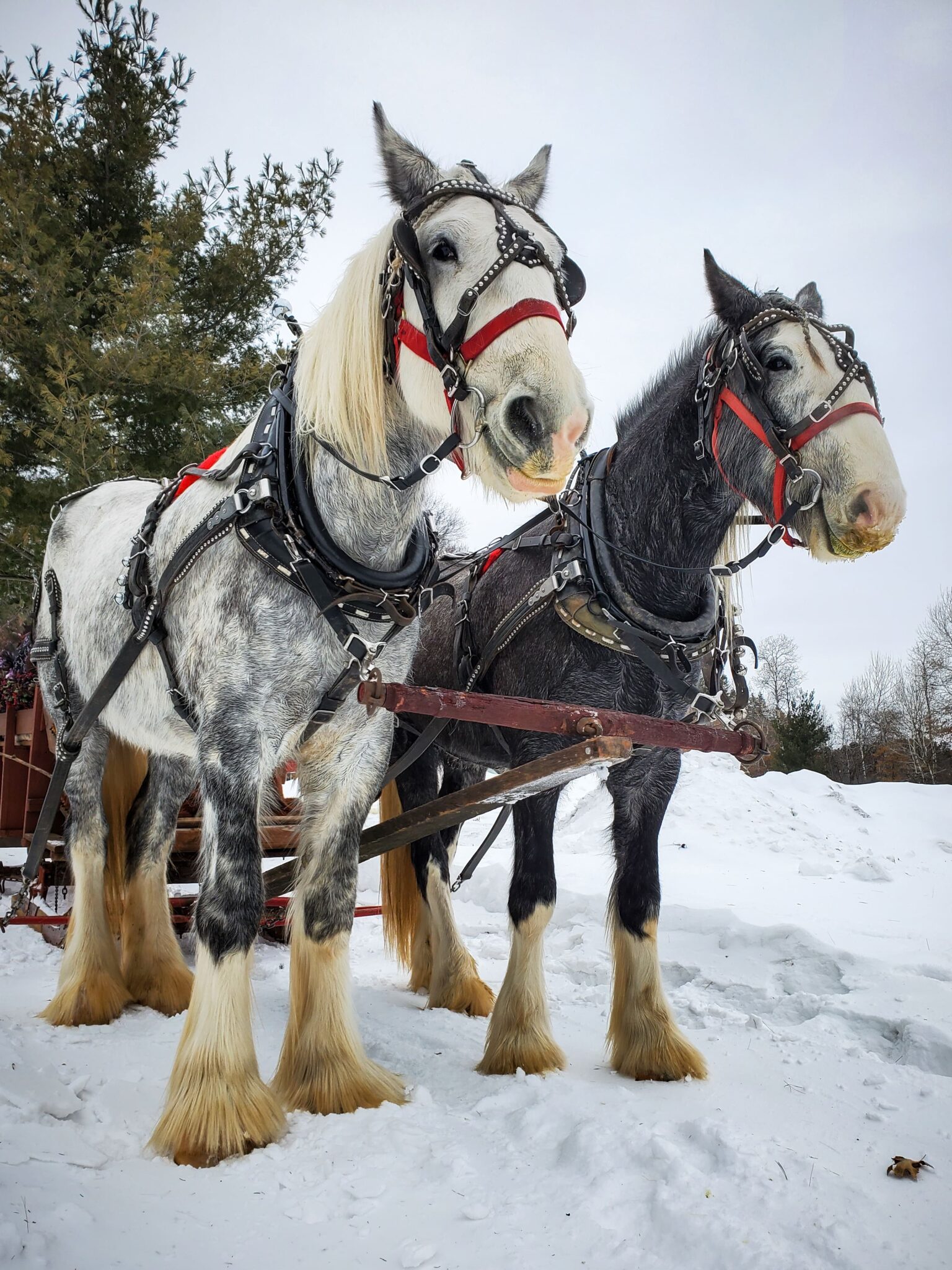 3 maiores raças de cavalos