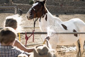 como cuidar de um cavalo