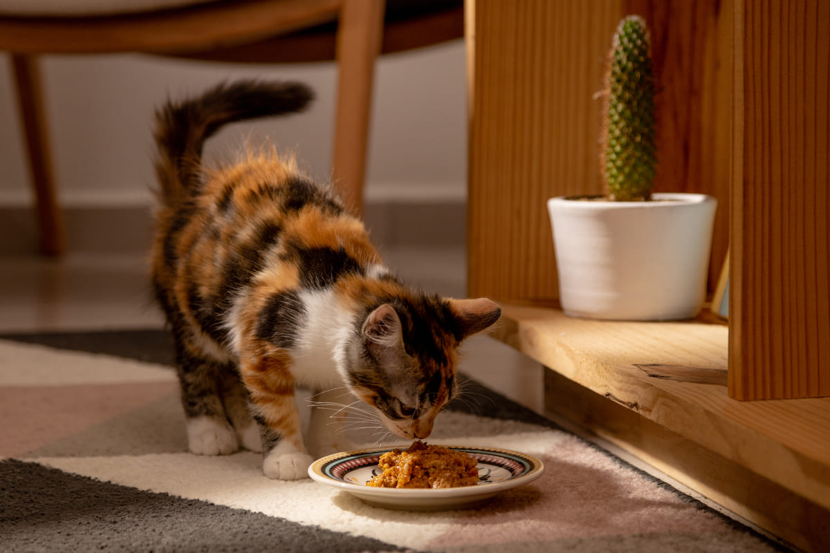 Como a alimentação natural pode ser benéfica para a saúde dos gatos