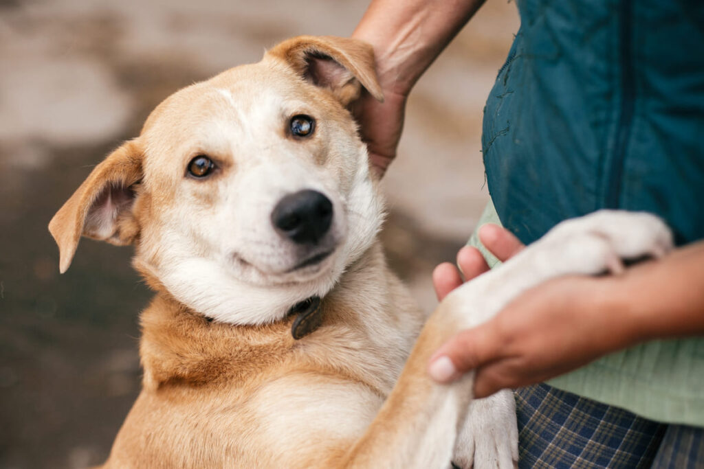 dia do protetor dos animais