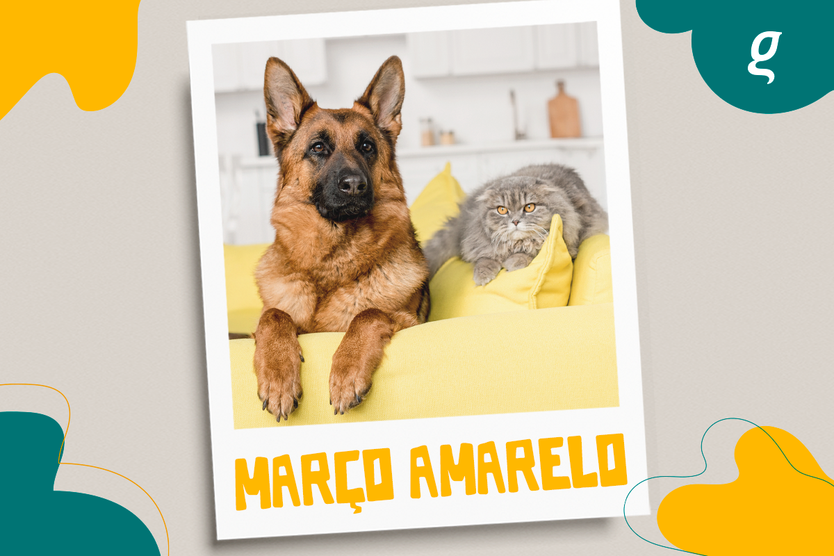 Março Amarelo: conscientização e cuidados para prevenir a doença renal crônica em pets