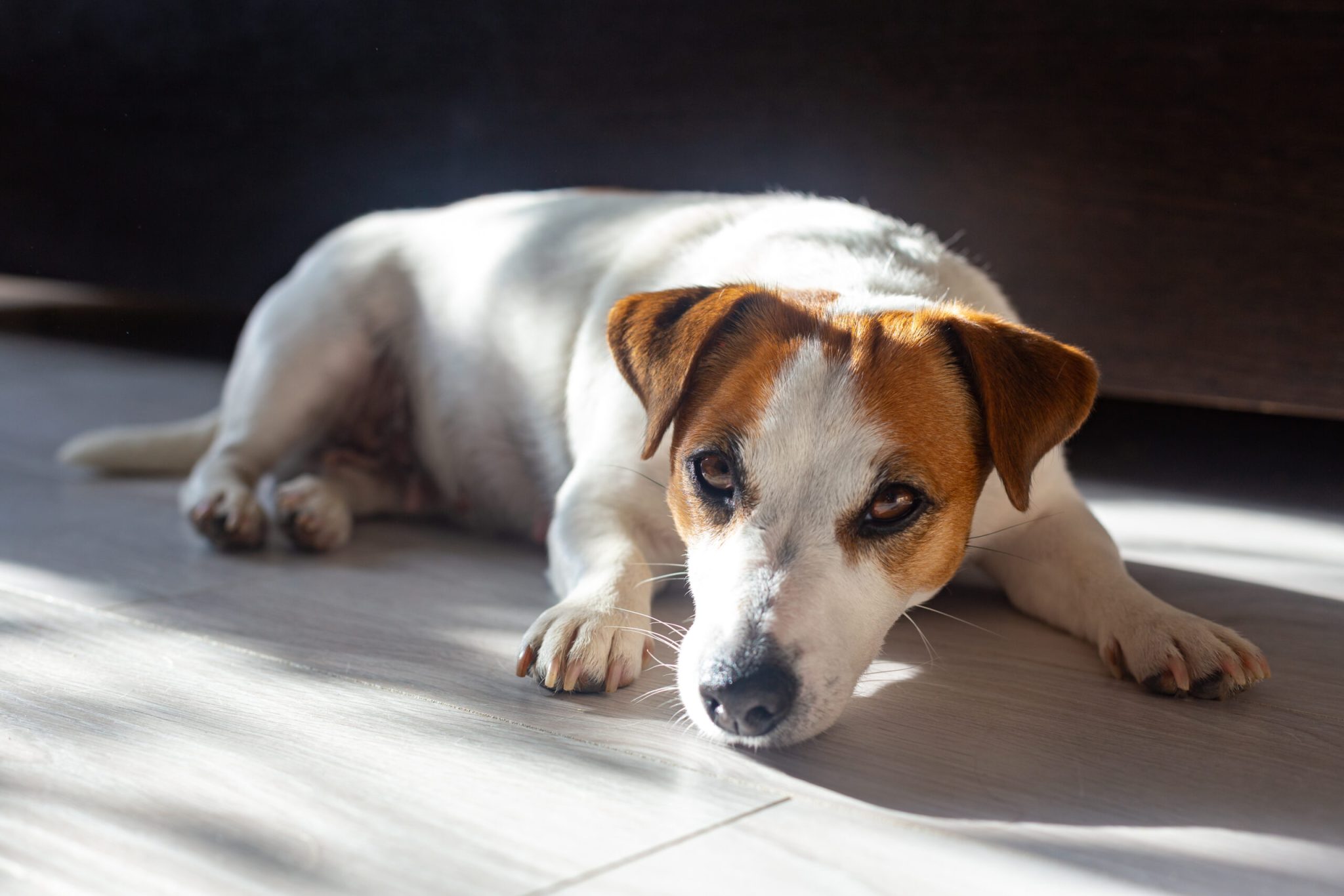 Você sabia que os pets não absorvem vitamina D através do sol?