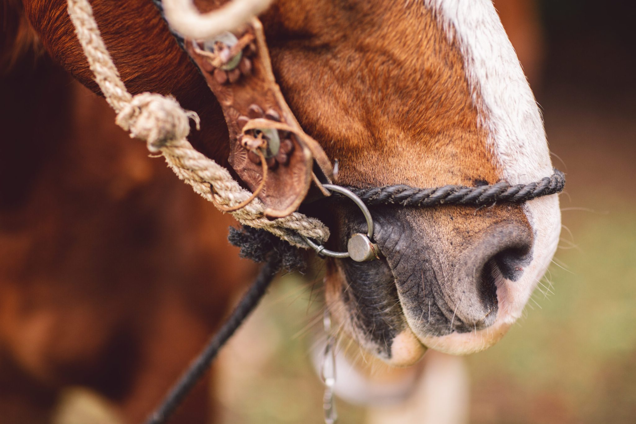 Adenite Equina – o famoso Garrotilho