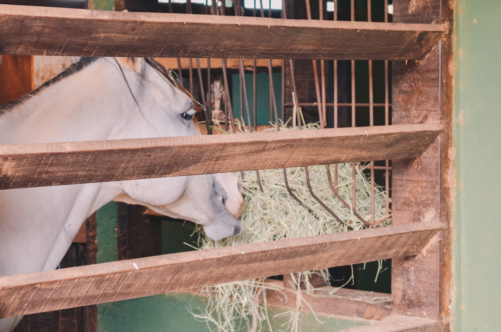 Os alimentos oferecidos para o seu cavalo são de qualidade?
