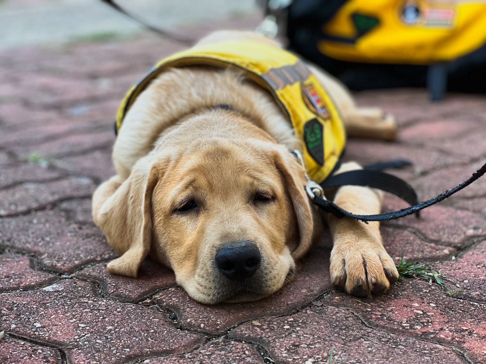 Excelentes companheiros, cães-guias contribuem para a autonomia de pessoas com deficiência