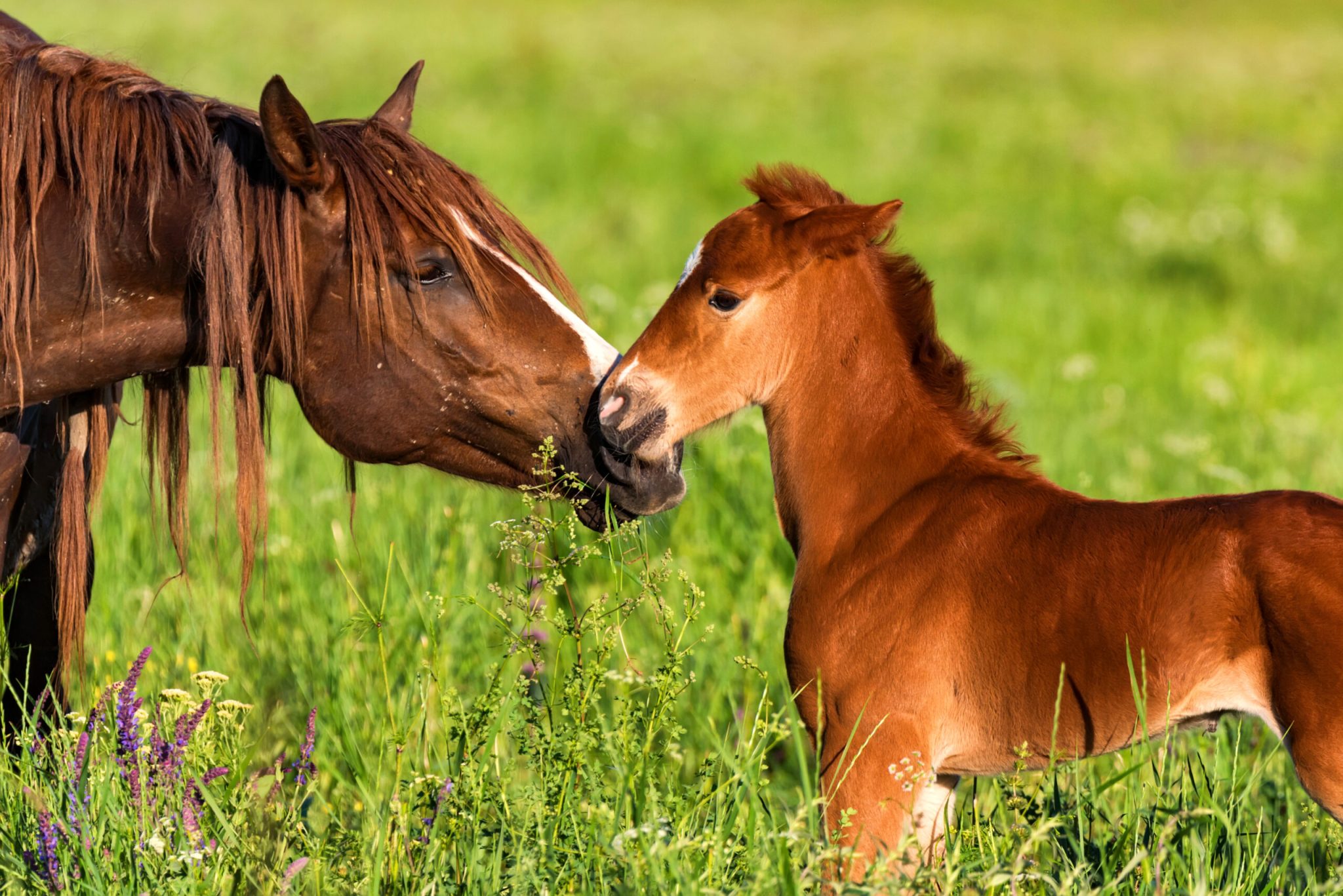 Você sabe a importância de suplementar uma égua gestante?