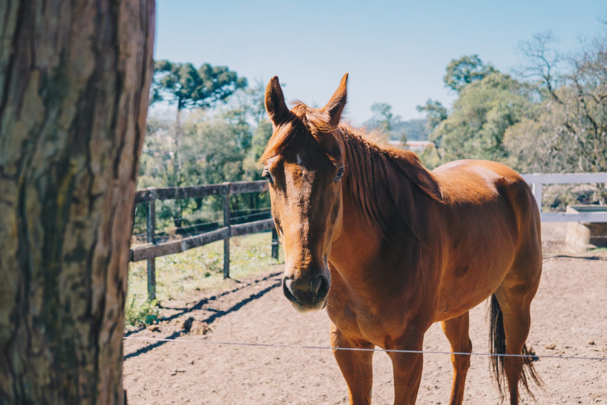 Sarcóide Equino: Você conhece as diferentes formas que eles podem aparecer no seu cavalo?