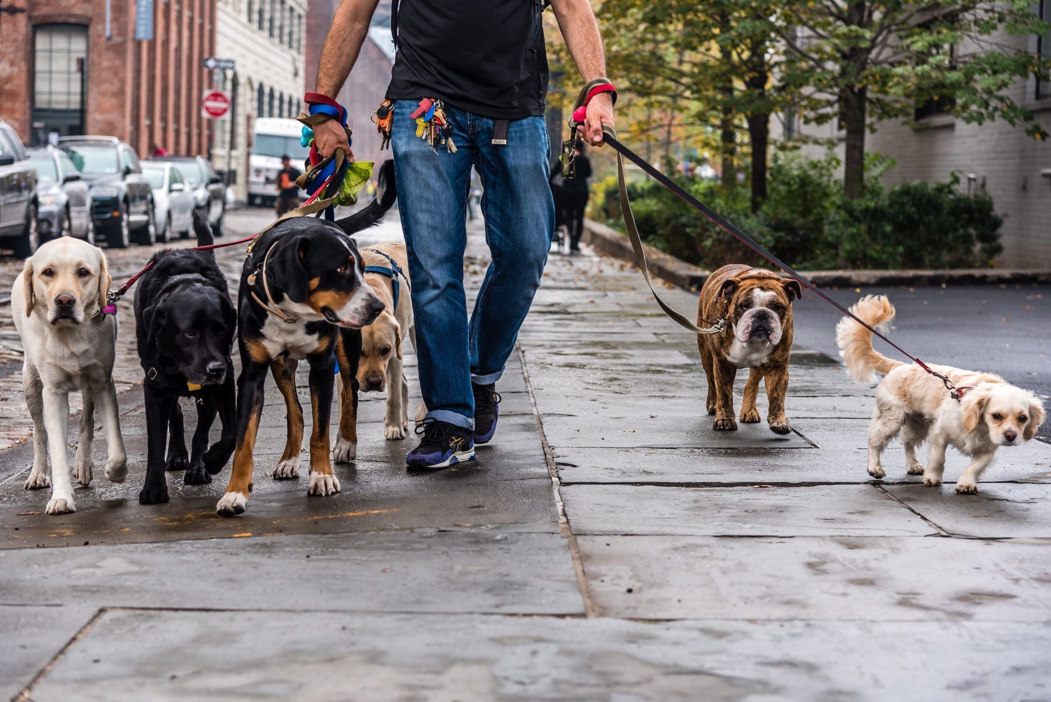 Você sabe o que é um dog walker? - Organnact