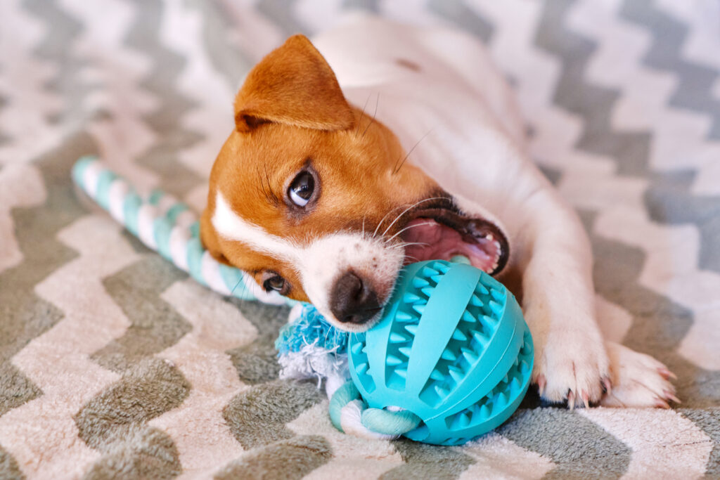 Cachorro mordendo brinquedo azul