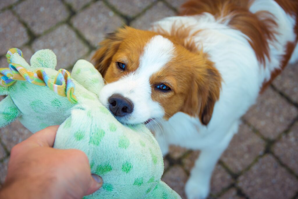 Cachorro mordendo pelúcia azul