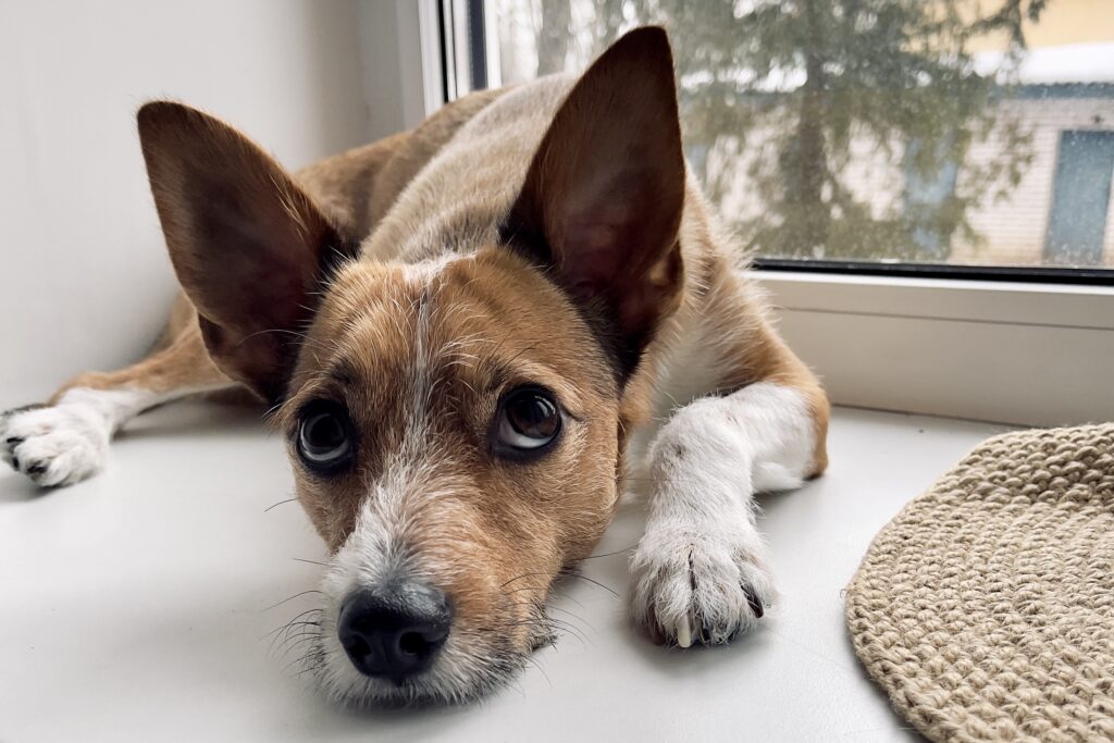 cão branco e marrom deitado próximo à janela com uma expressão triste