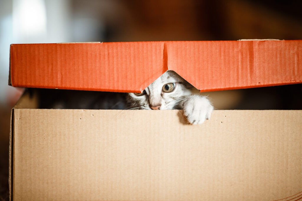 gato de pelagem claro dentro de uma caixa semi fechada, a caixa é marrom e a tampa é laranja