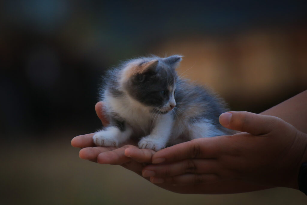 filhote de gato cinza e branco nas mãos de uma criança