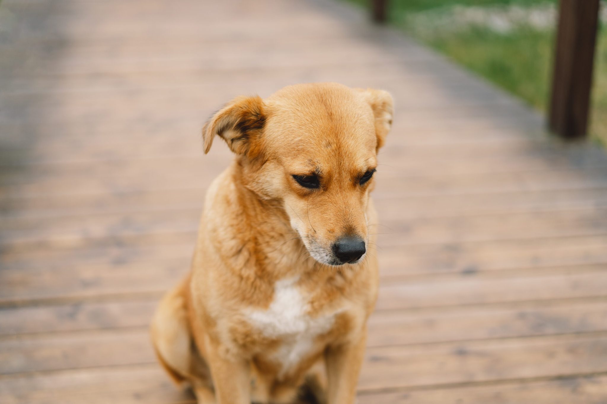 cachorro caramelo com expressão triste