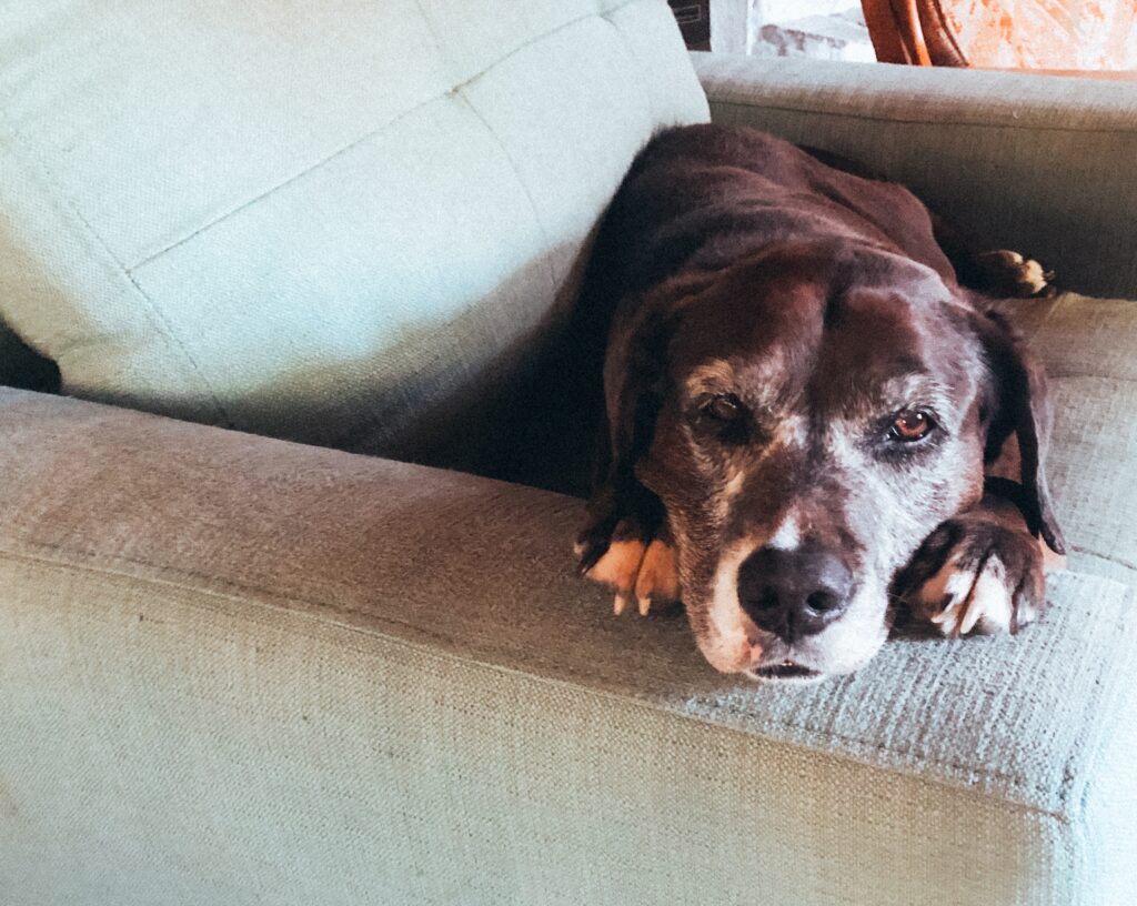 cão idoso preto deitado no sofá cinza com expressão triste