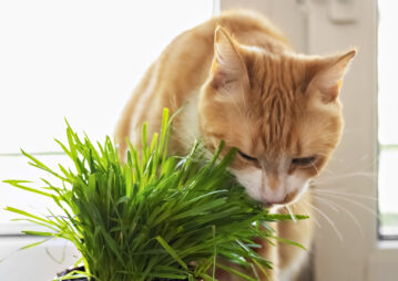gato laranja comendo grama
