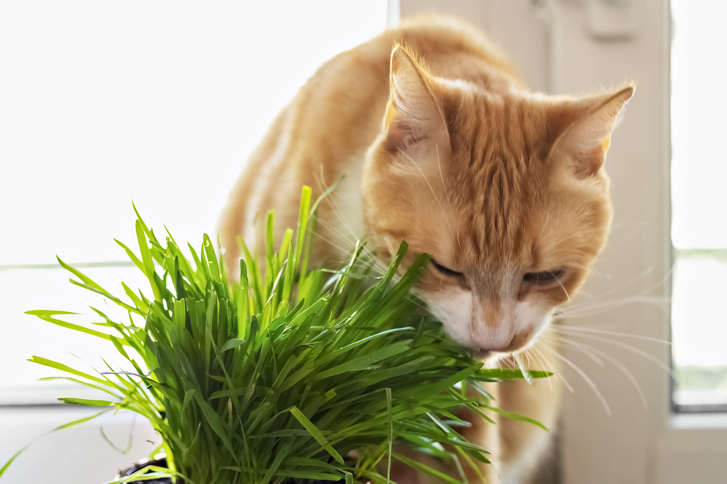 gato laranja comendo grama