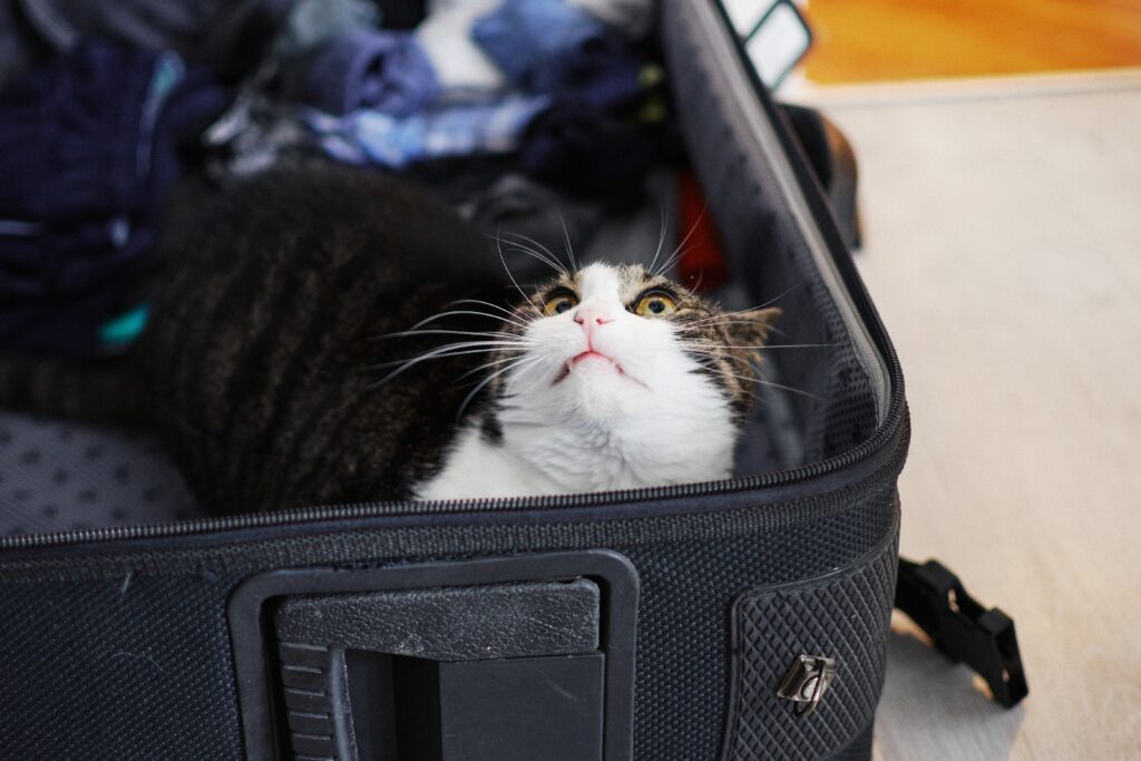 gato dentro de mala de viagem preta
