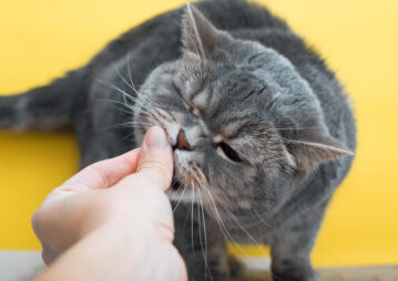 Gato cinza comendo da mão em um fundo amarelo
