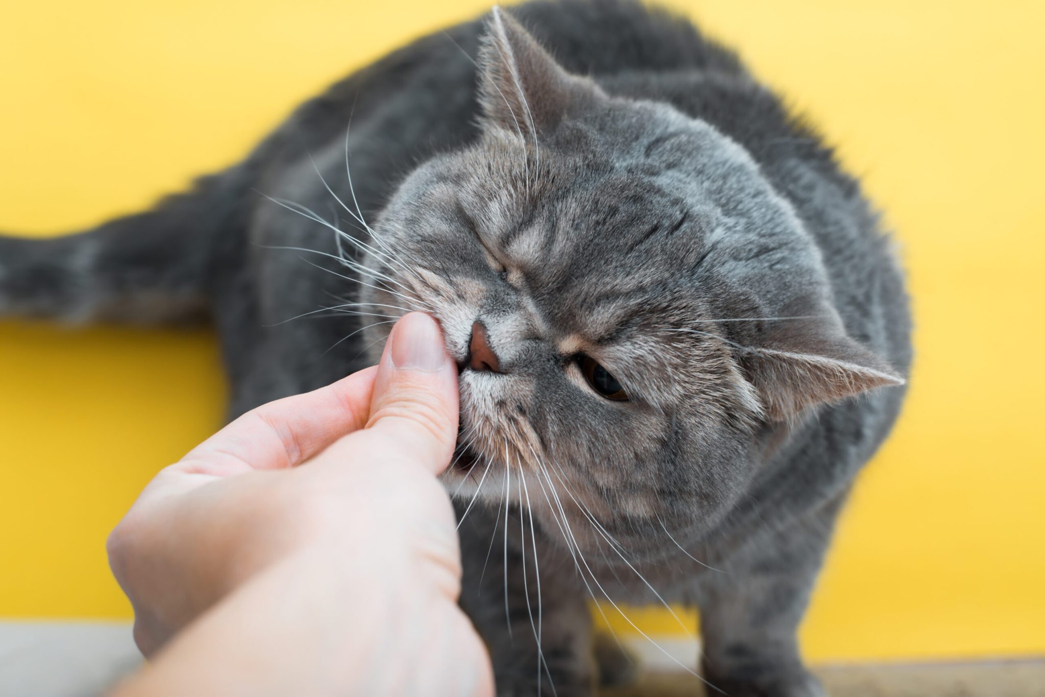 Gato cinza comendo da mão em um fundo amarelo