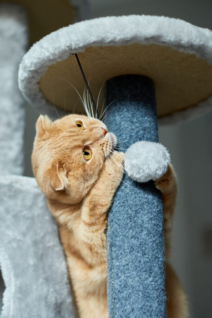 gato amarelo brincando em um arranhador azul 