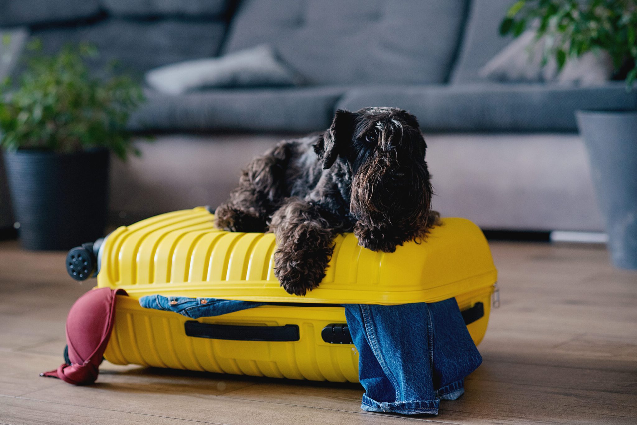 schnauzer preto em cima de uma mala de viagem amarela