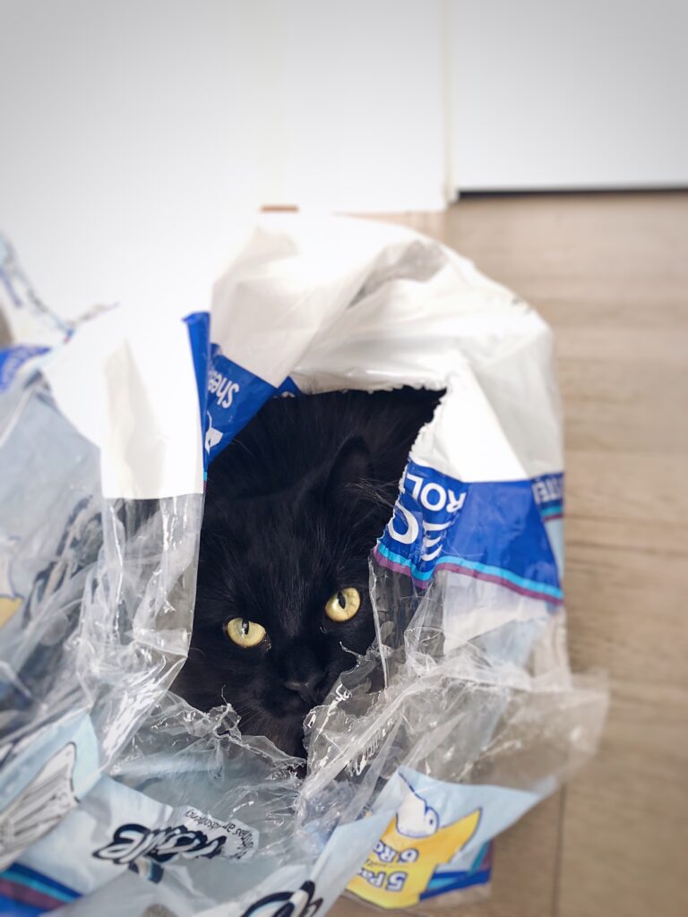gato preto brincando dentro de um plástico