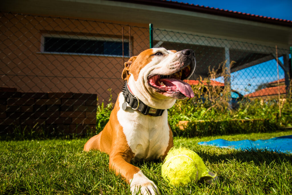 cachorro brincando com bola