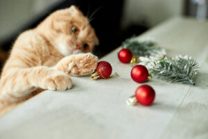 Gato amarelo tentando alcançar bolas de Natal vermelhas em uma superfície branca.