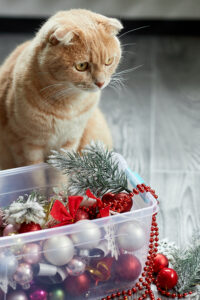 Gato amarelo atrás de uma caixa transparente cheia de bolas de Natal vermelhas e brancas.
