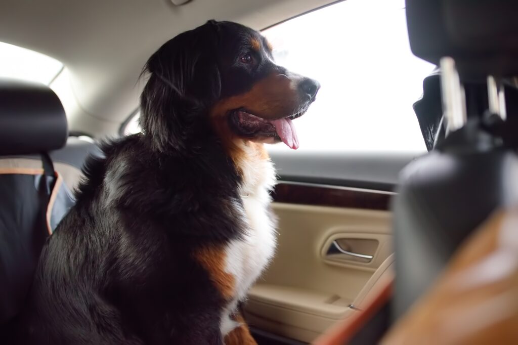 cachorro preto no banco de trás deu um carro 