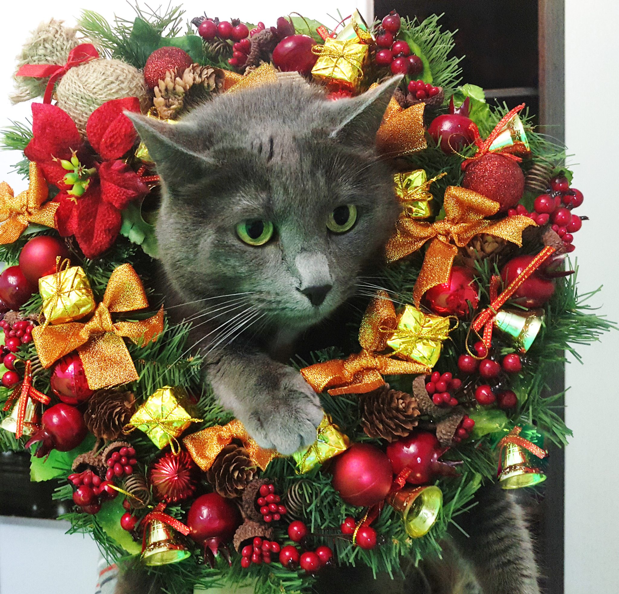 Gato cinza dentro de uma guirlanda de Natal com enfeites em vermelho e laranja.