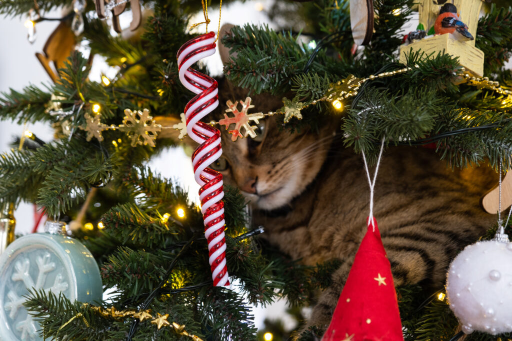 Gato deitado entre os galhos de uma árvore de Natal.