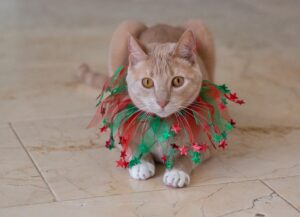 Gato bege sentado no chão, com tule verde e vermelho em volta do pescoço. 