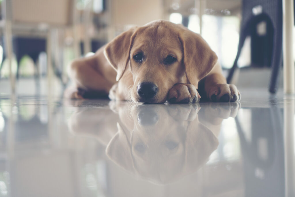 filhote de labrador deitado no chão branco