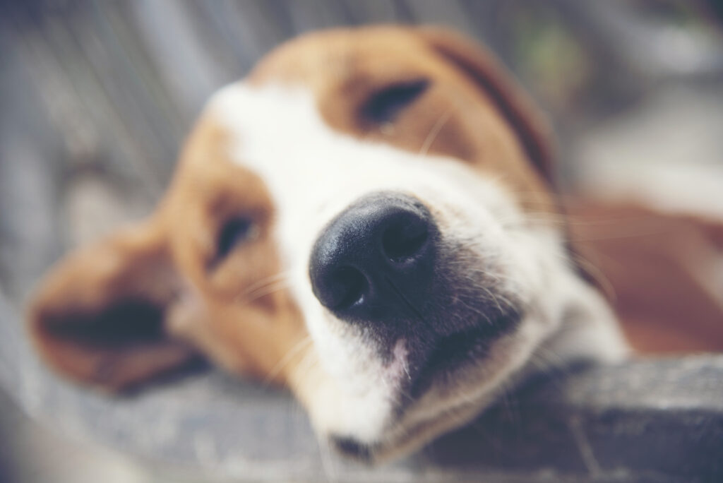 beagle cansado