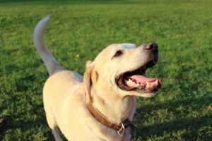 Cachorro caramelo feliz com um gramado no fundo. 