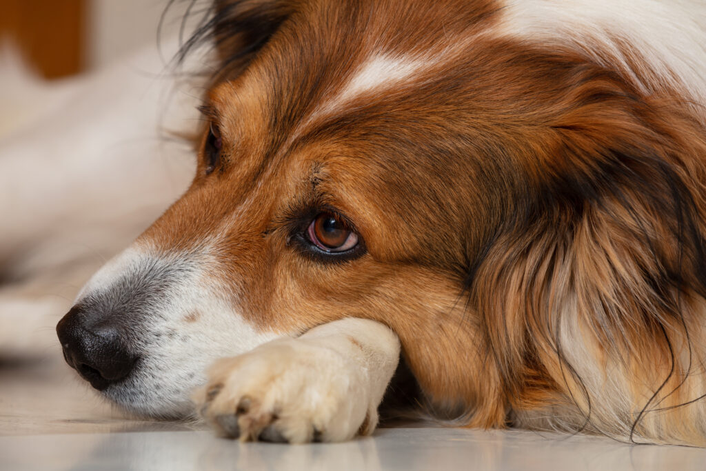 cachorro triste deitado sobre as patas