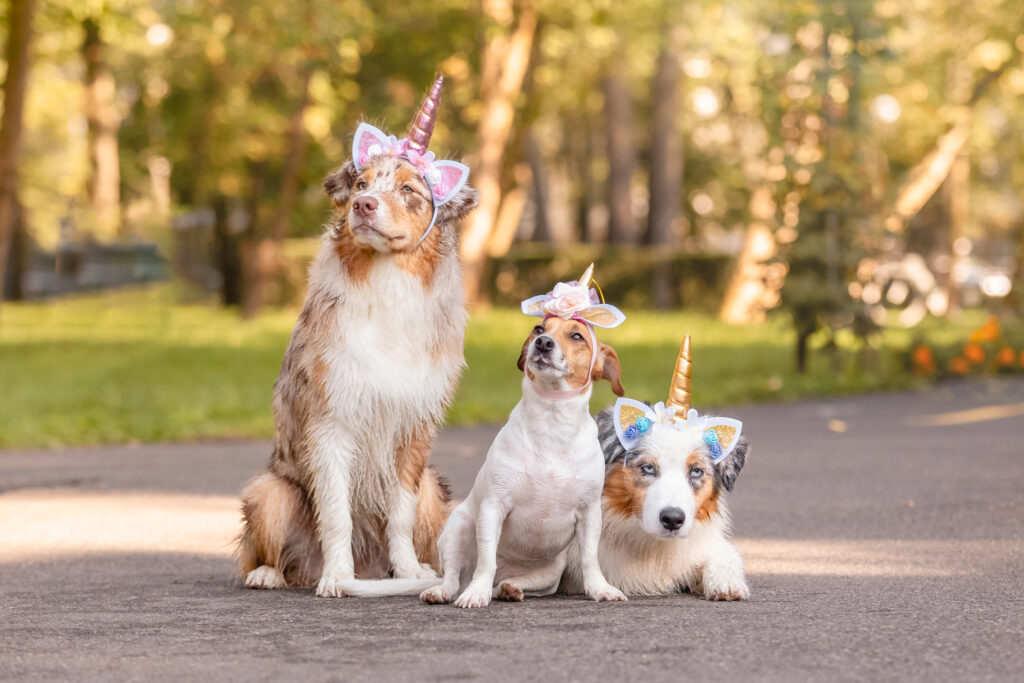 Três cachorros com fantasia de unicórnio sentados no parque. 