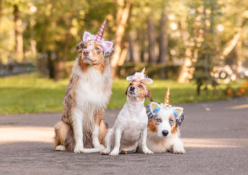 Três cachorros com fantasia de unicórnio sentados no parque.