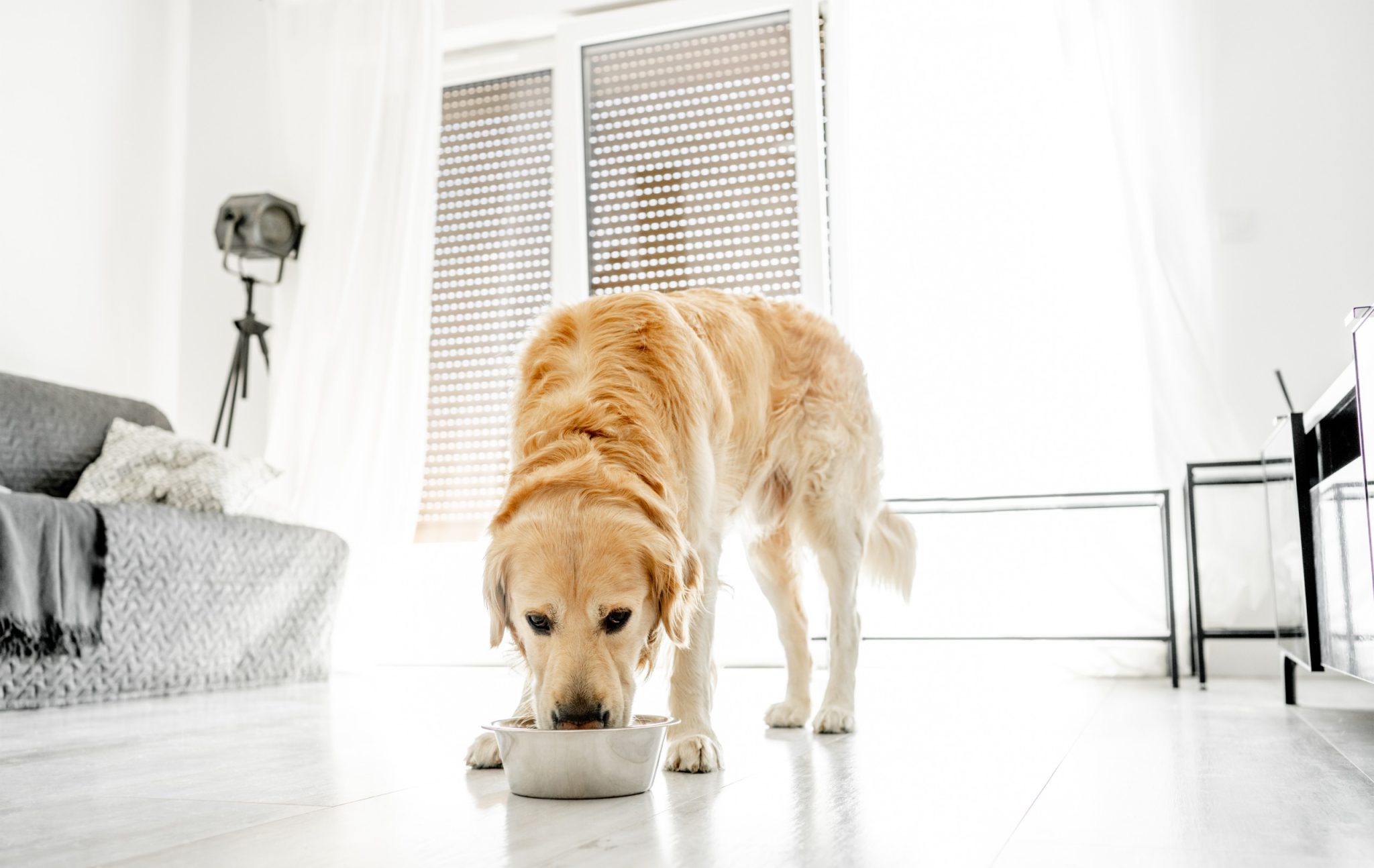 Cão dourado se alimentando