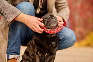 tutor colocando uma coleira vermelha em um pug preto