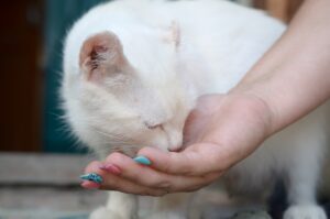 Gato branco comendo da mão de humana.