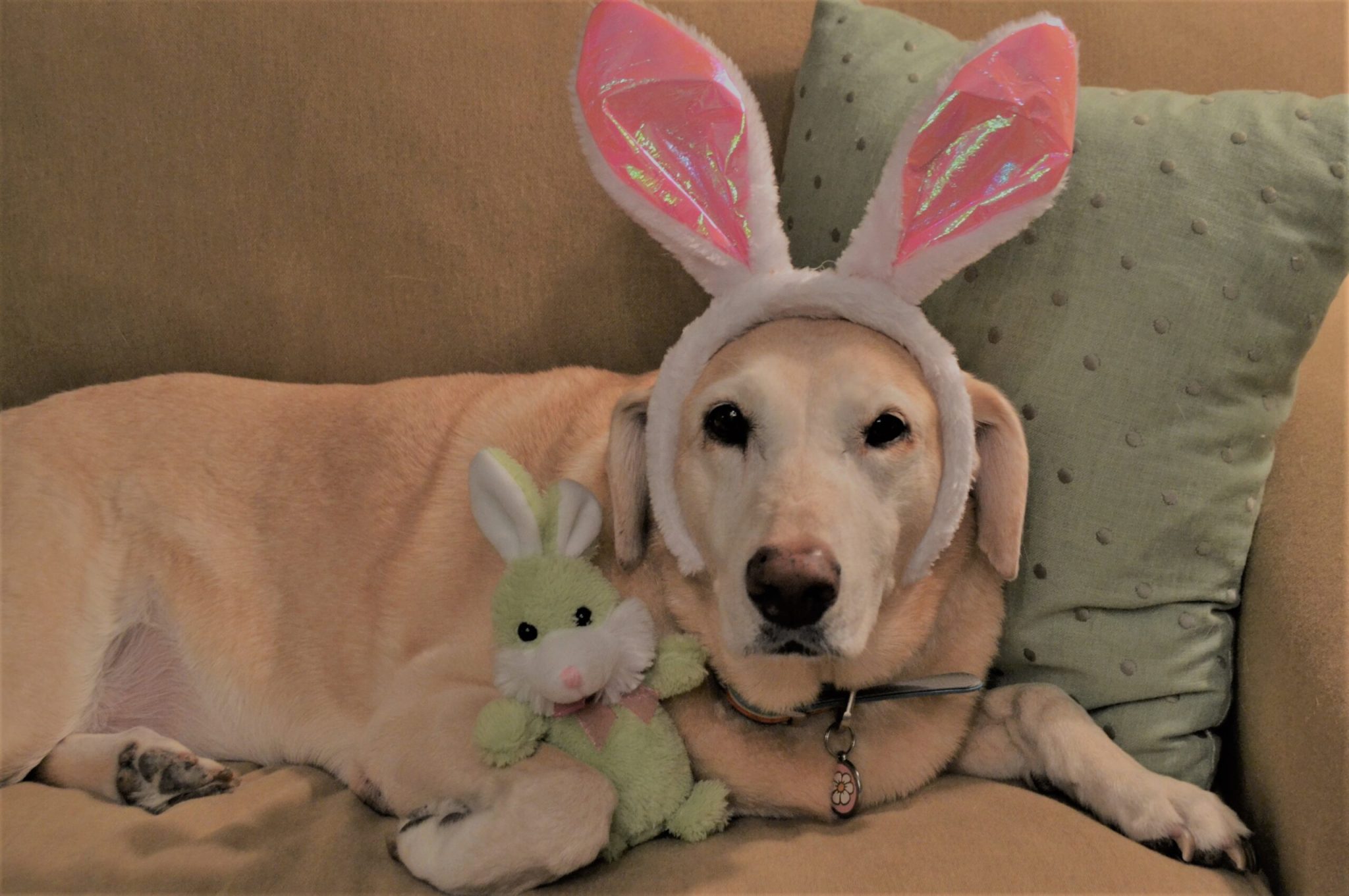 labrador amarelo com tiara de coelho