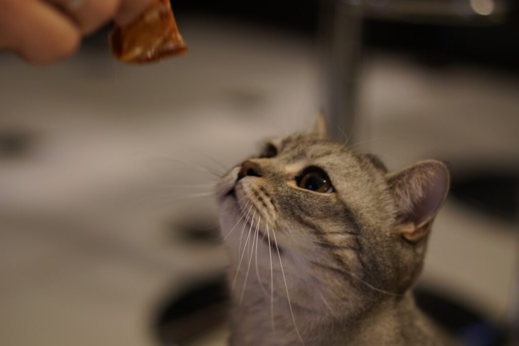 Gato cinza olhando para comida