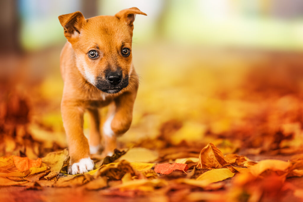 filhote de cachorro andando sobre folhas caídas típicas de outono