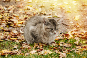 gato cinza sobre folhas típicas de outono